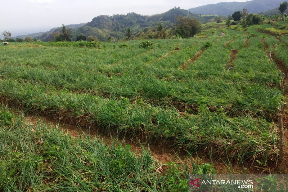 Bantul akan anggarkan Rp1 miliar kembangkan agrowisata Nawungan