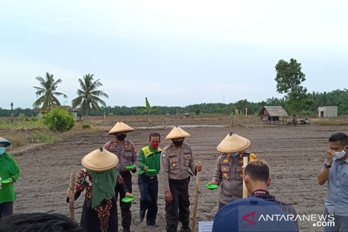 Polbangtan Medan - Polres Bengkalis tanam kedelai bersama petani