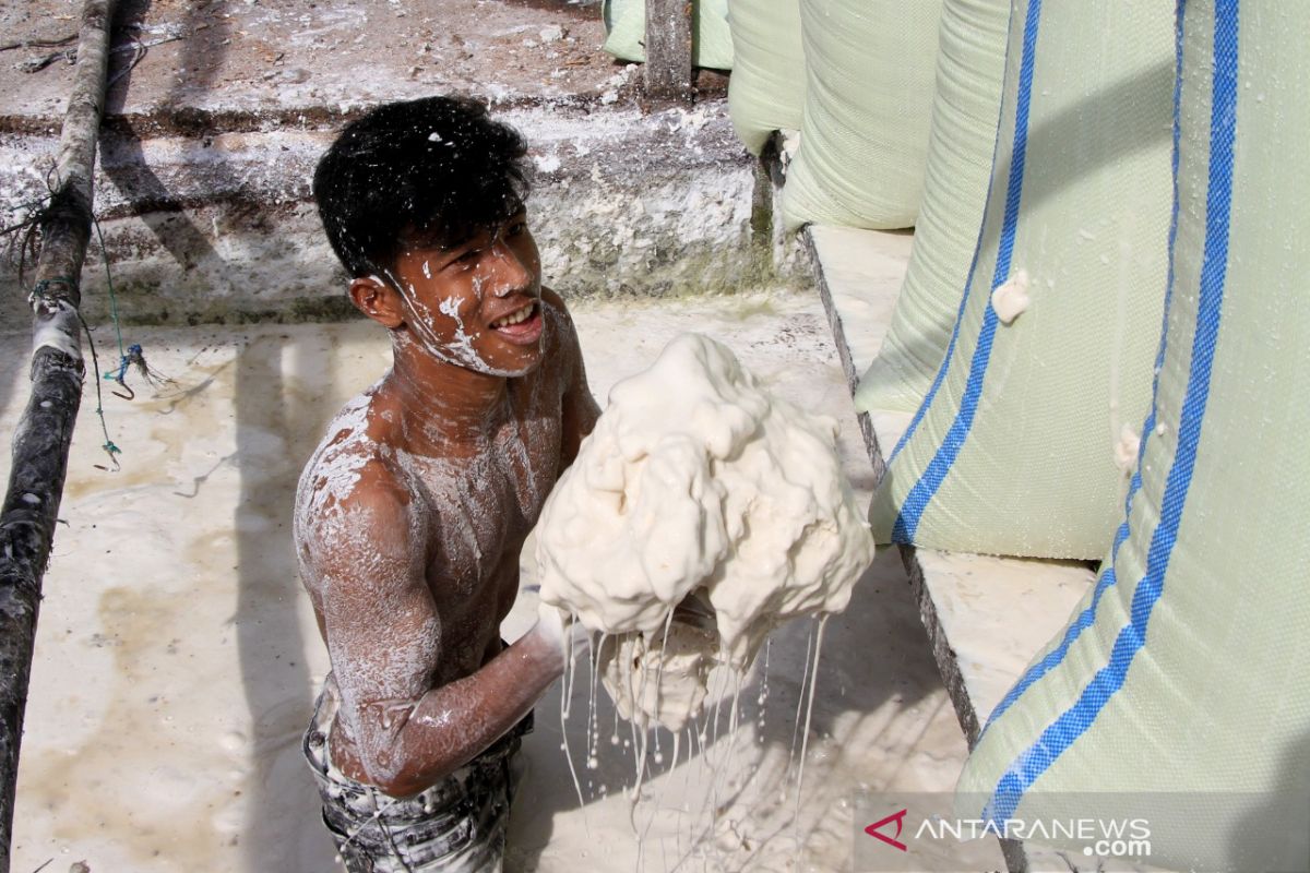 Permintaan tepung sagu kembali meningkat