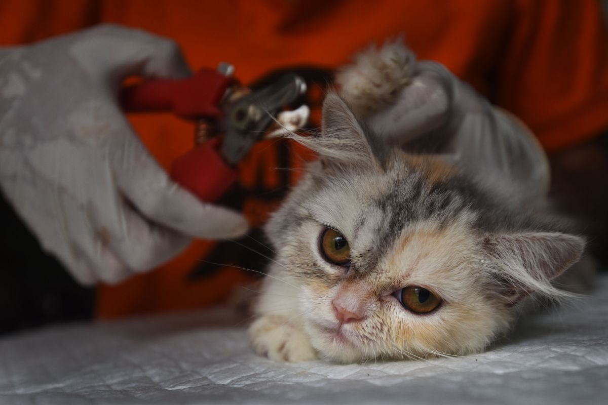 Dokter hewan bagikan tips merawat kucing lokal