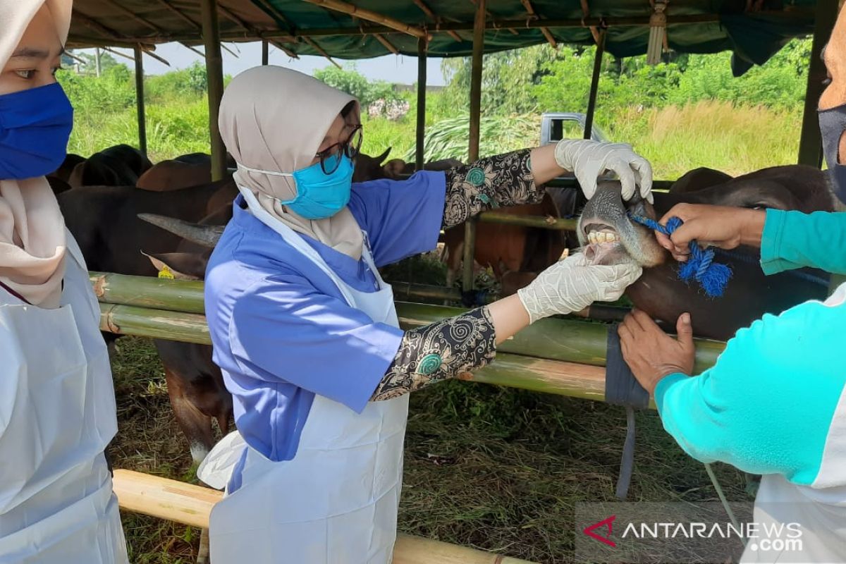Cegah Covid, Dinas Pertanian Kota Serang cek protokol kesehatan penjual hewan qurban