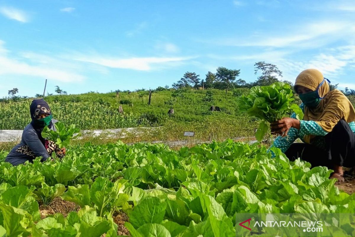 Petani binaan LAJ berhasil kembangkan pertanian hortikultura dimasa COVID-19