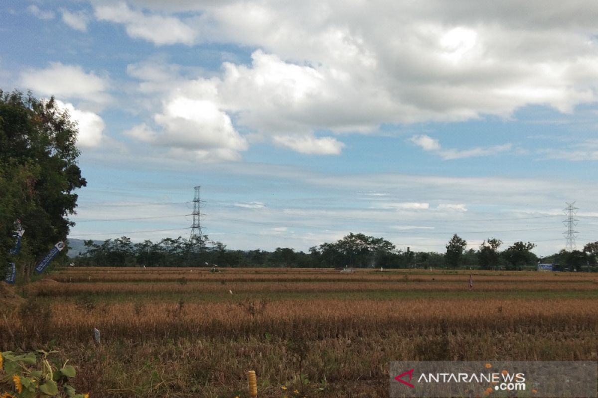 Bantul mengembangkan tanaman pangan pada lahan marginal 5.000 hektare