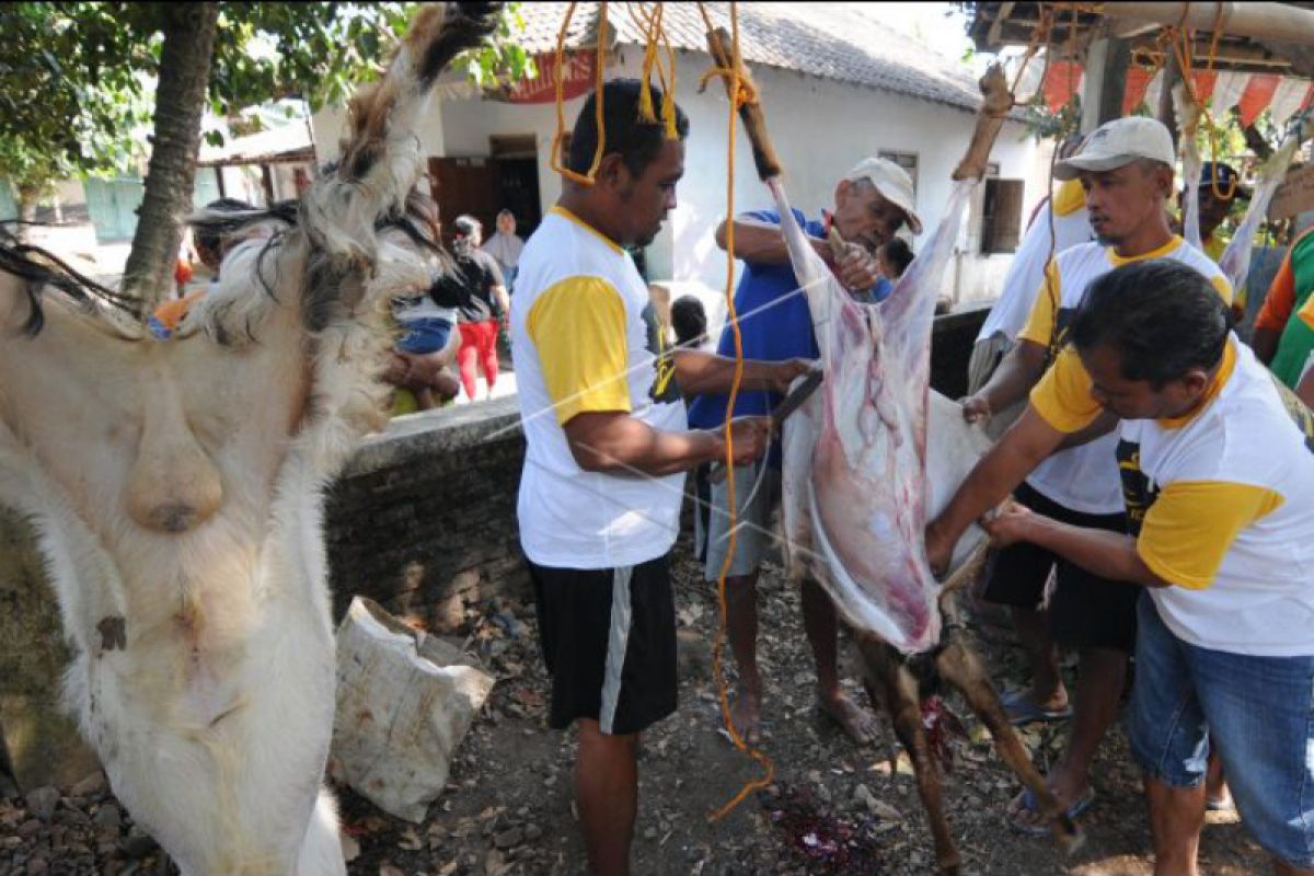 Pemotongan hewan kurban harus sesuai protokol kesehatan