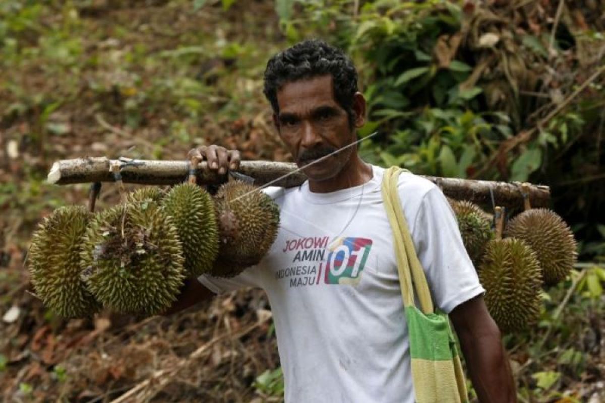 Panen Durian Lokal