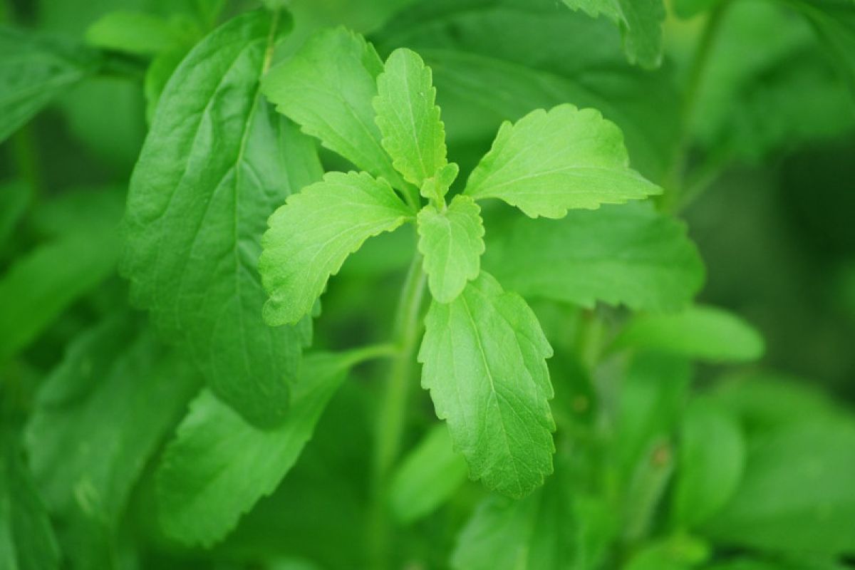 BRIN: Stevia potensial dikembangkan untuk substitusi pemanis sintetis