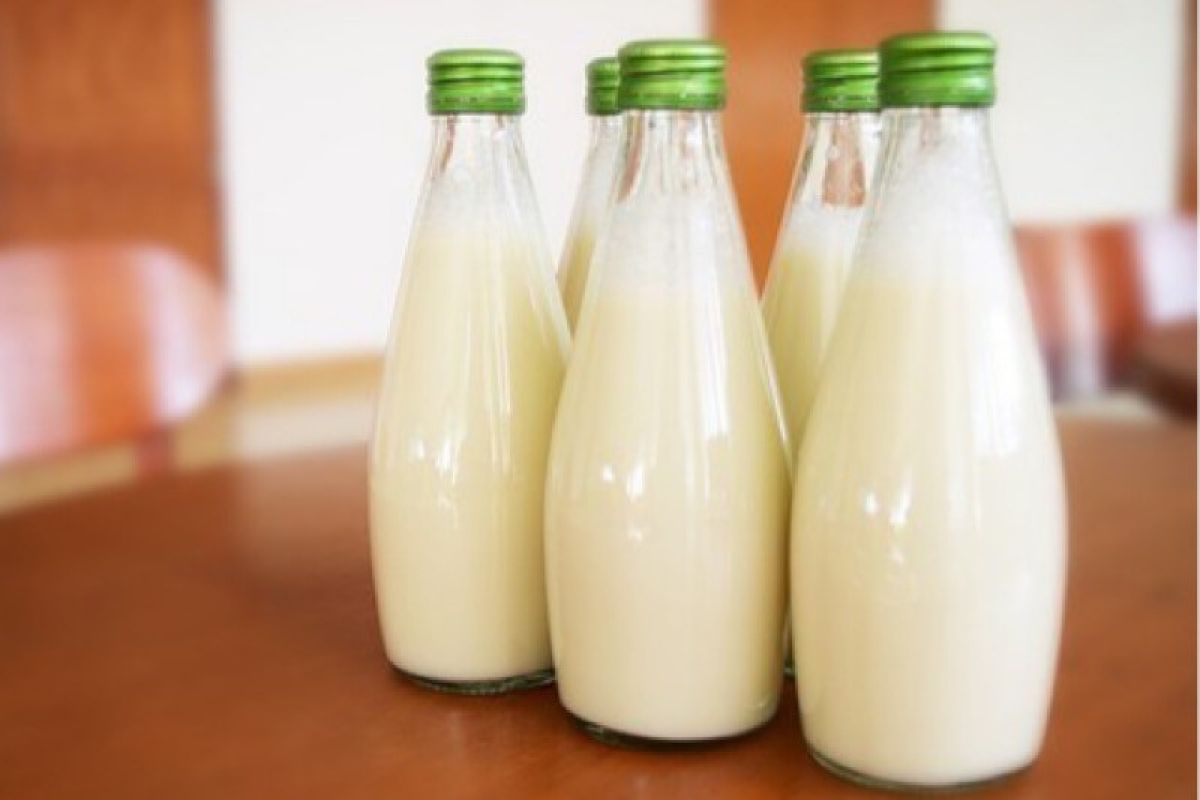 Ada bahaya mengintai jika minum susu mentah