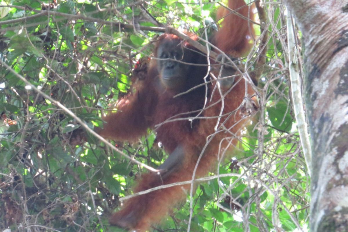 BBKSDA Sumut lepasliarkan orangutan "Maria" ke TNGL Langkat