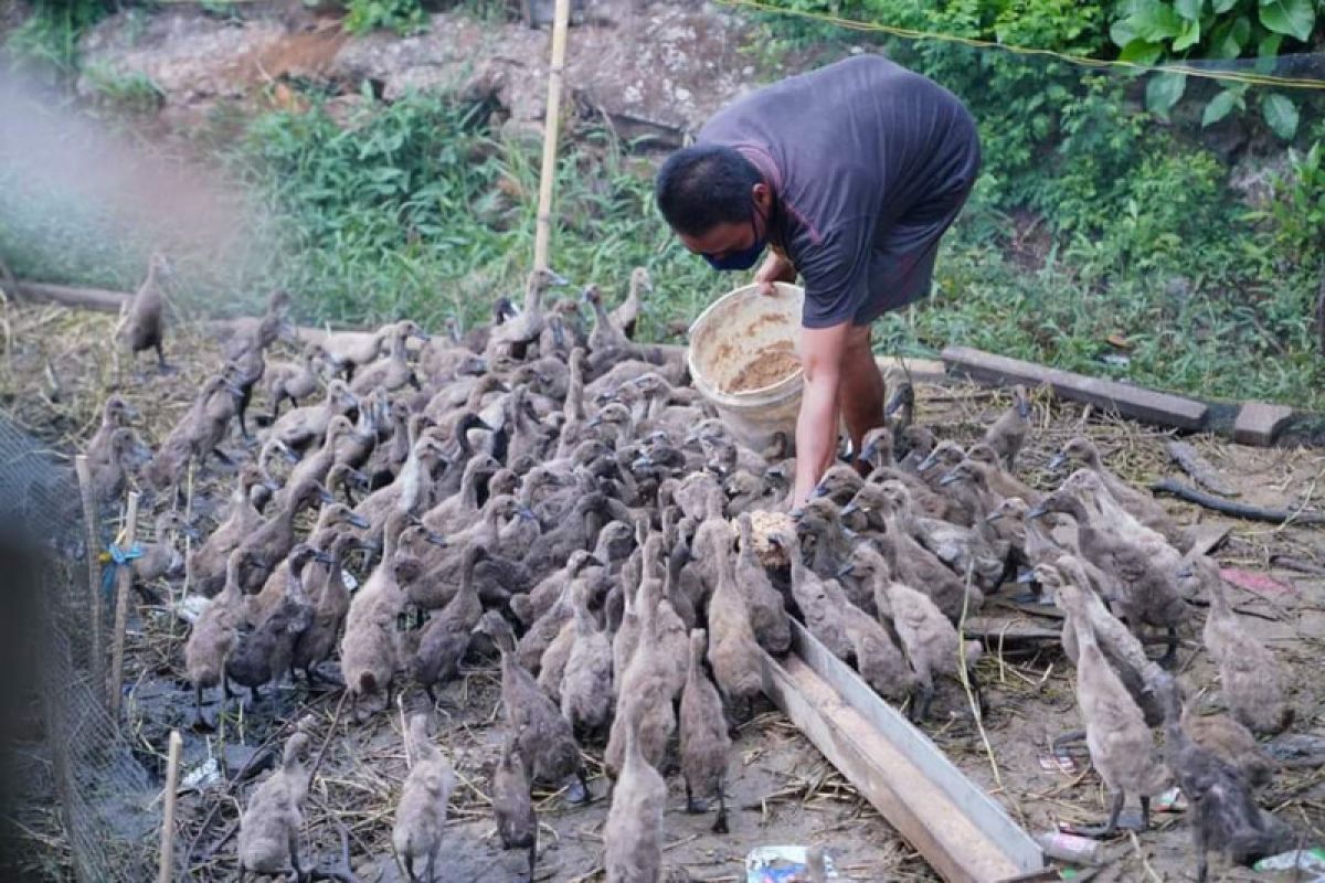 Wagub Sulsel dorong perekonomian warga di masa pandemi