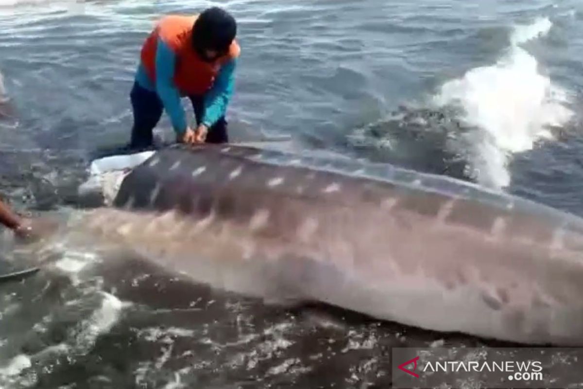 BKSDA Jember imbau warga tidak konsumsi daging ikan hiu yang mati terdampar