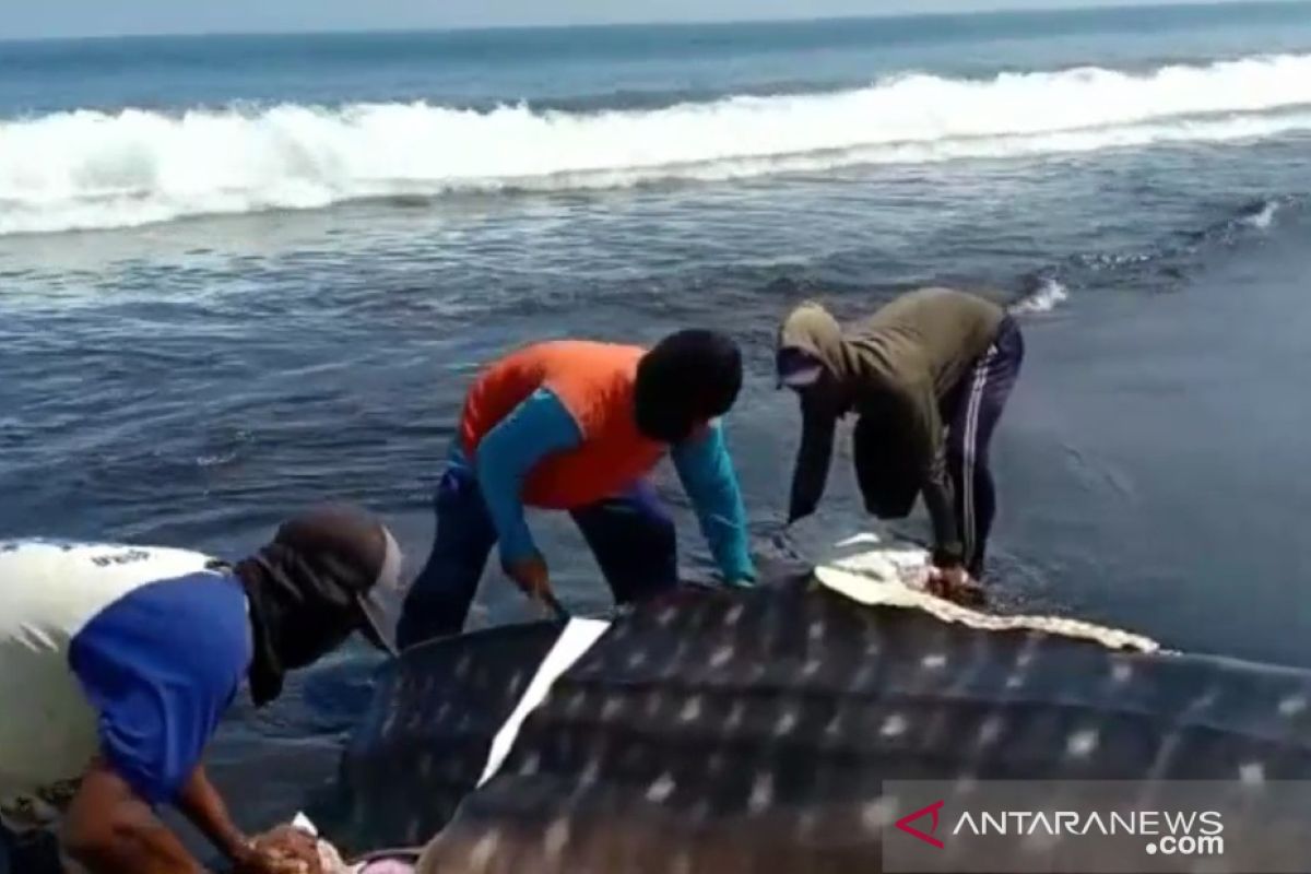 Tiga ekor hiu tutul terdampar di pesisir selatan Jember, satu diantaranya mati