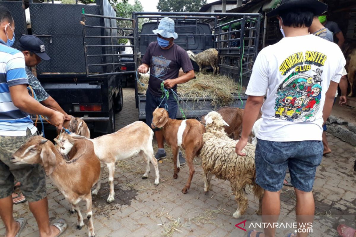 Dampak COVID-19, penjualan hewan kurban di Solo lesu