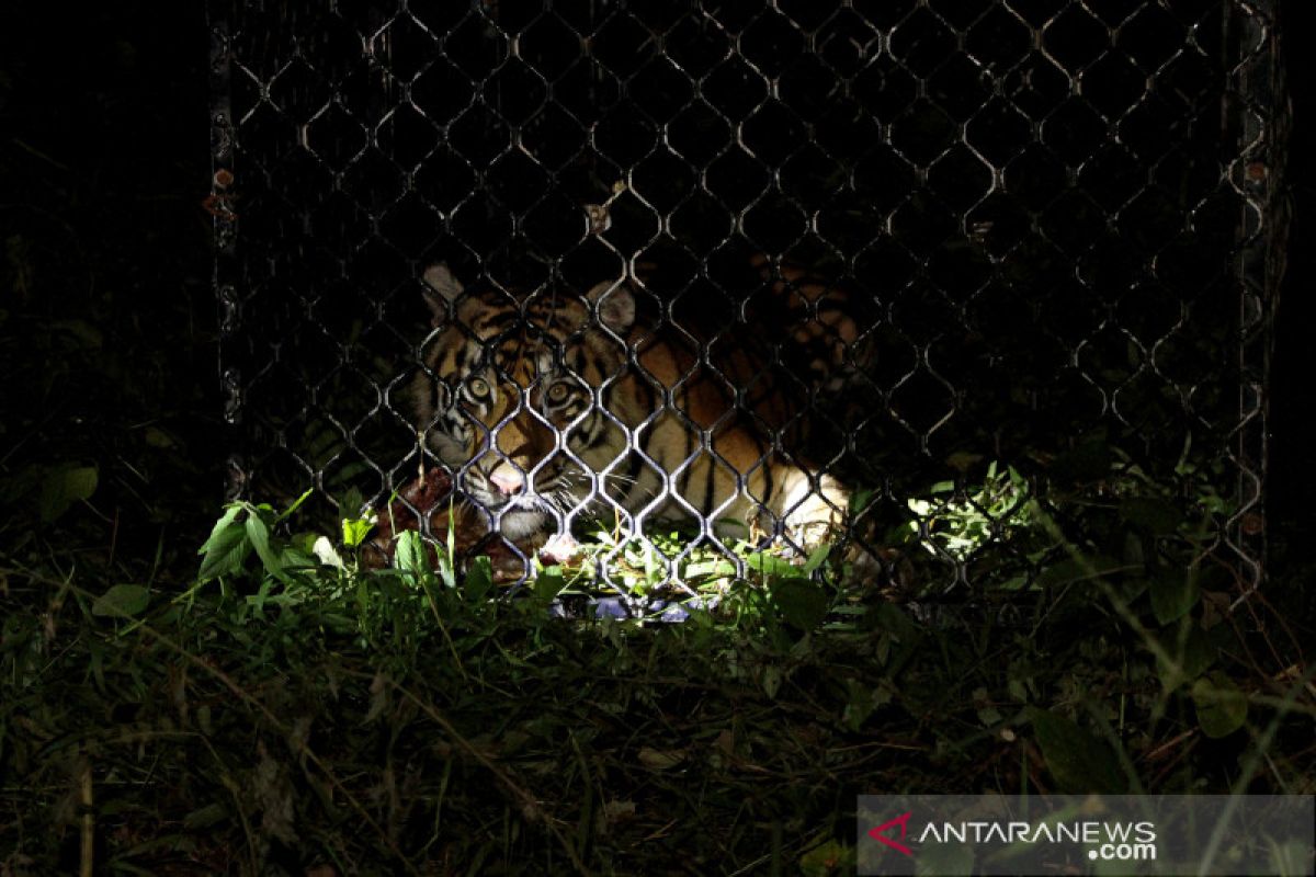 Harimau yang lepas di Singkawang dilumpuhkan dengan peluru tajam