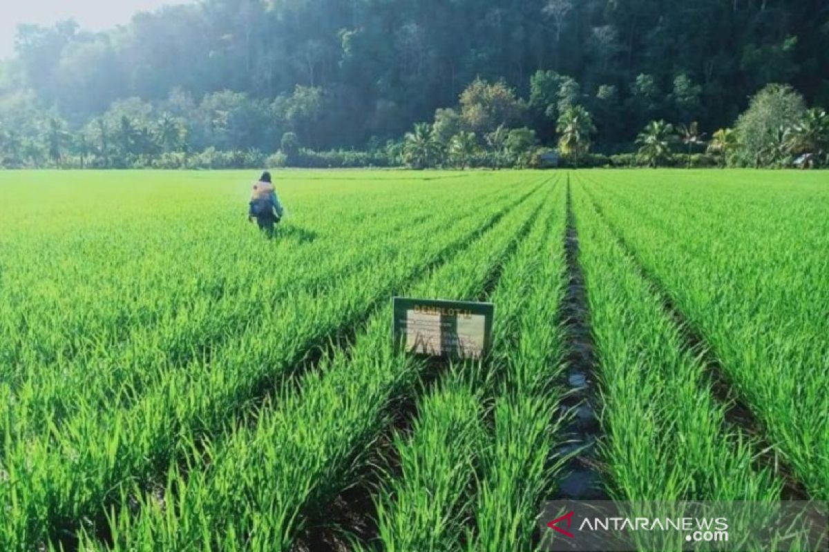 Sebanyak 543 hektare sawah di Kendari panen raya