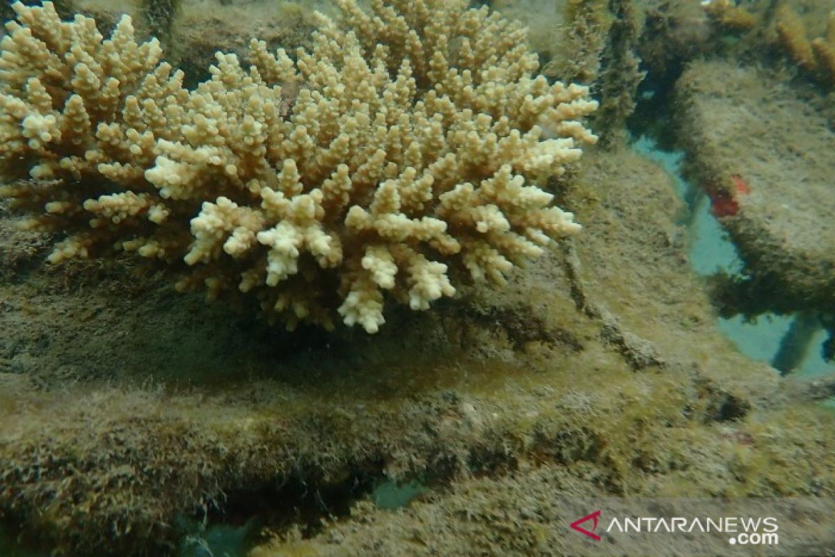 PT Timah Sebar 995 Unit Arificial Reef di Laut Bangka