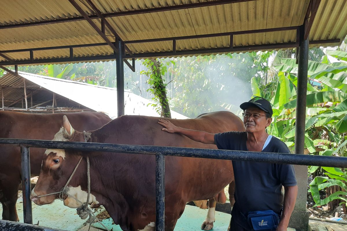 Jokowi berkurban di Jambi dengan bobot sapi satu ton lebih