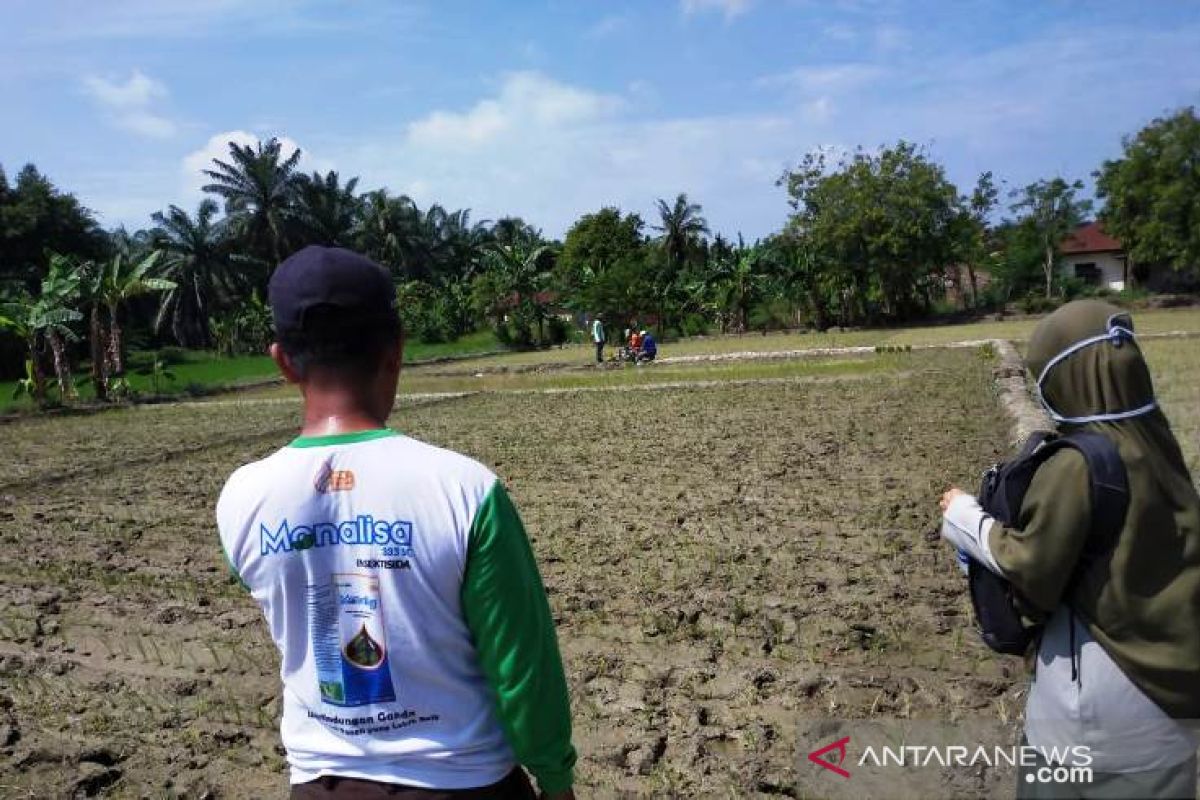 Ditengah COVID-19, Polbangtan Medan bina petani tetap produktif