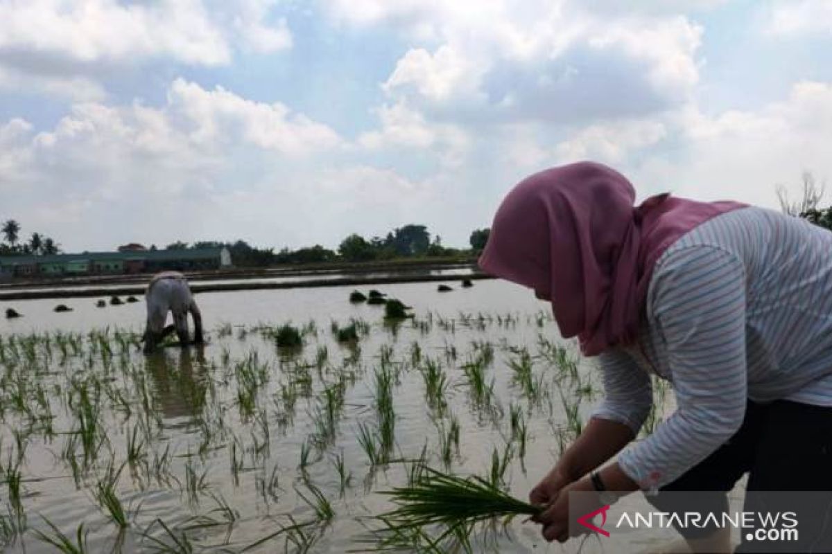 Mahasiswa Polbangtan Medan mengaku senang bisa membantu petani dimasa COVID-19