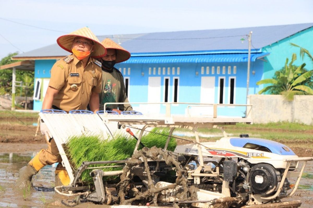 Wali Kota Binjai tanam padi sistim Jarwo