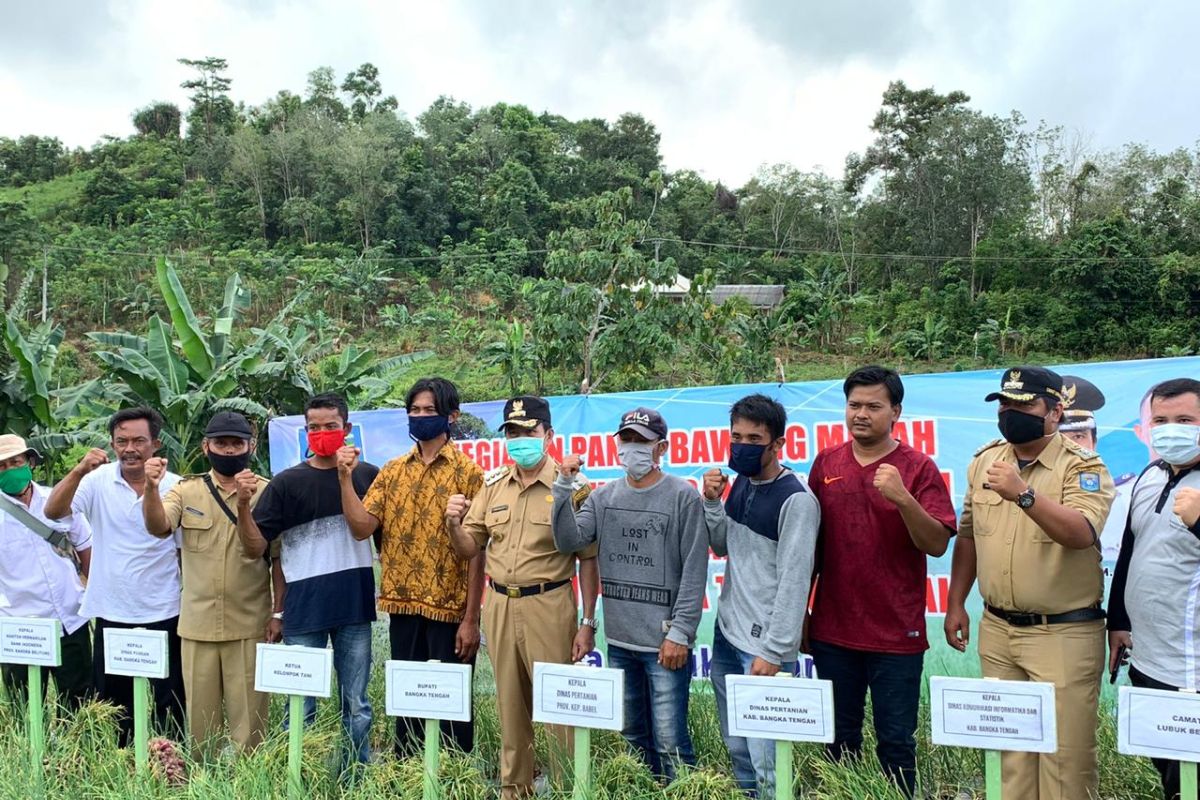 Pemkab Bangka Tengah sediakan lahan 25 hektare untuk tanaman bawang