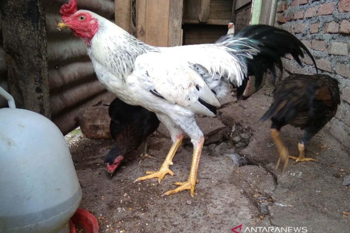 Ratusan ekor ternak ayam mati mendadak di Taput, terlihat menggigil hingga feses mengapur