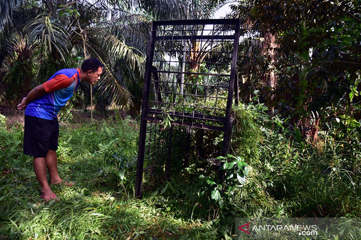 Dua beruang madu masuk ke perkampungan di Siak dan memangsa ayam