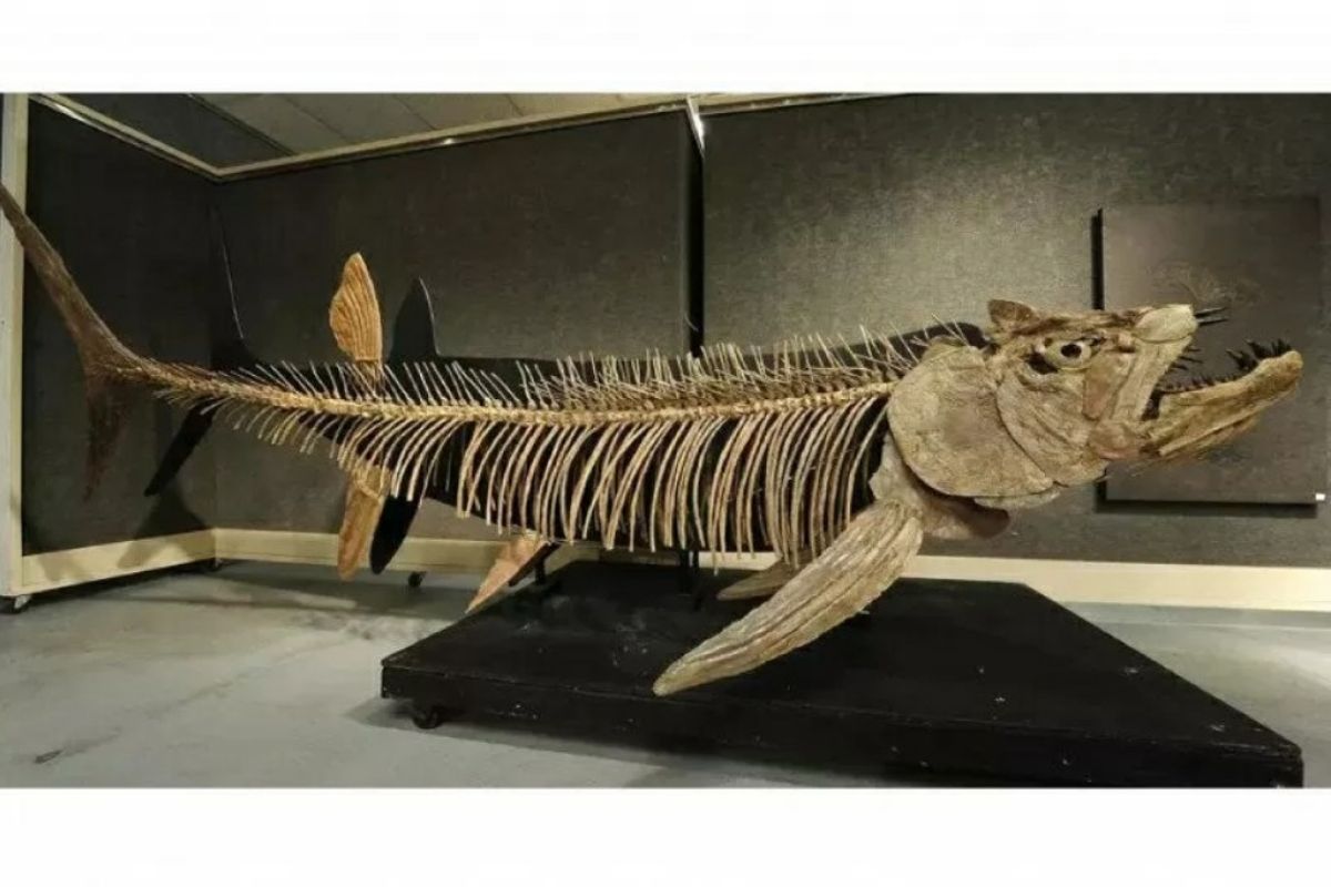 Ditemukan fosil ikan predator raksasa 70 juta tahun