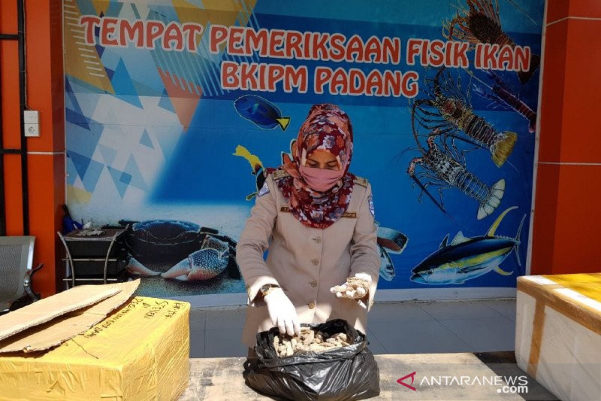 Selama Juni 2020 SKIM Padang keluarkan 276 sertifikat kesehatan ikan