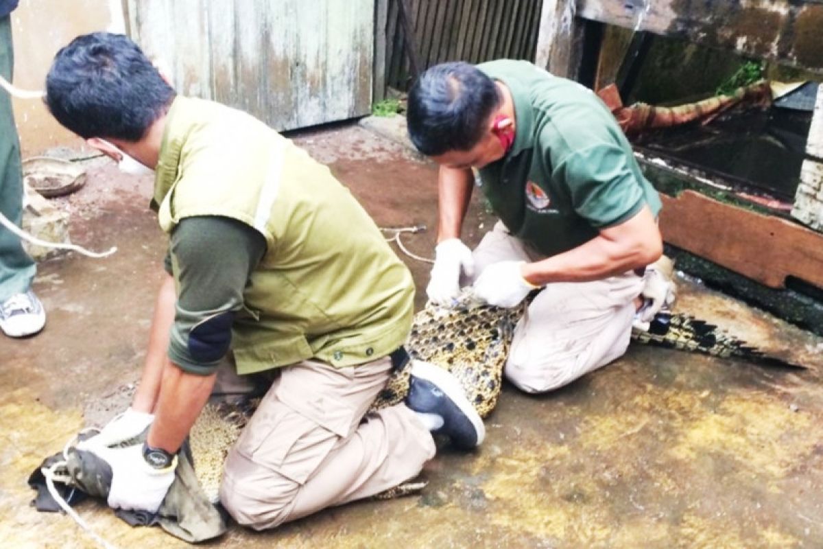 Warga Kotim serahkan buaya ke BKSDA karena takut diserang