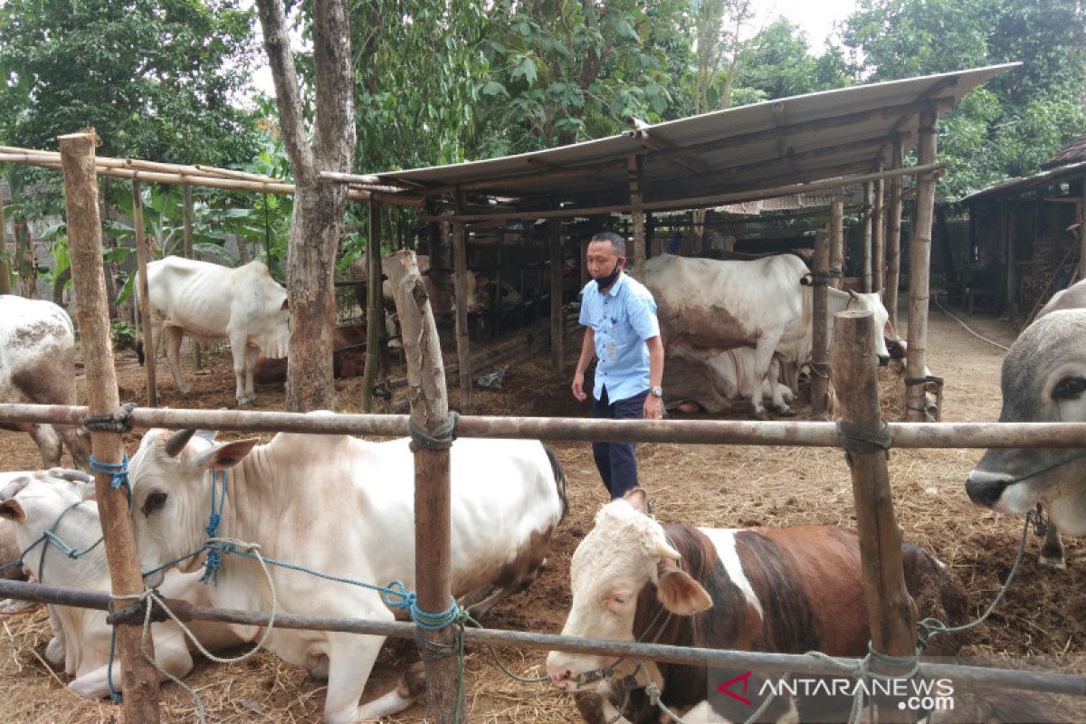 Pandemi COVID-19 tak berdampak pada penurunan permintaan sapi di Bantul