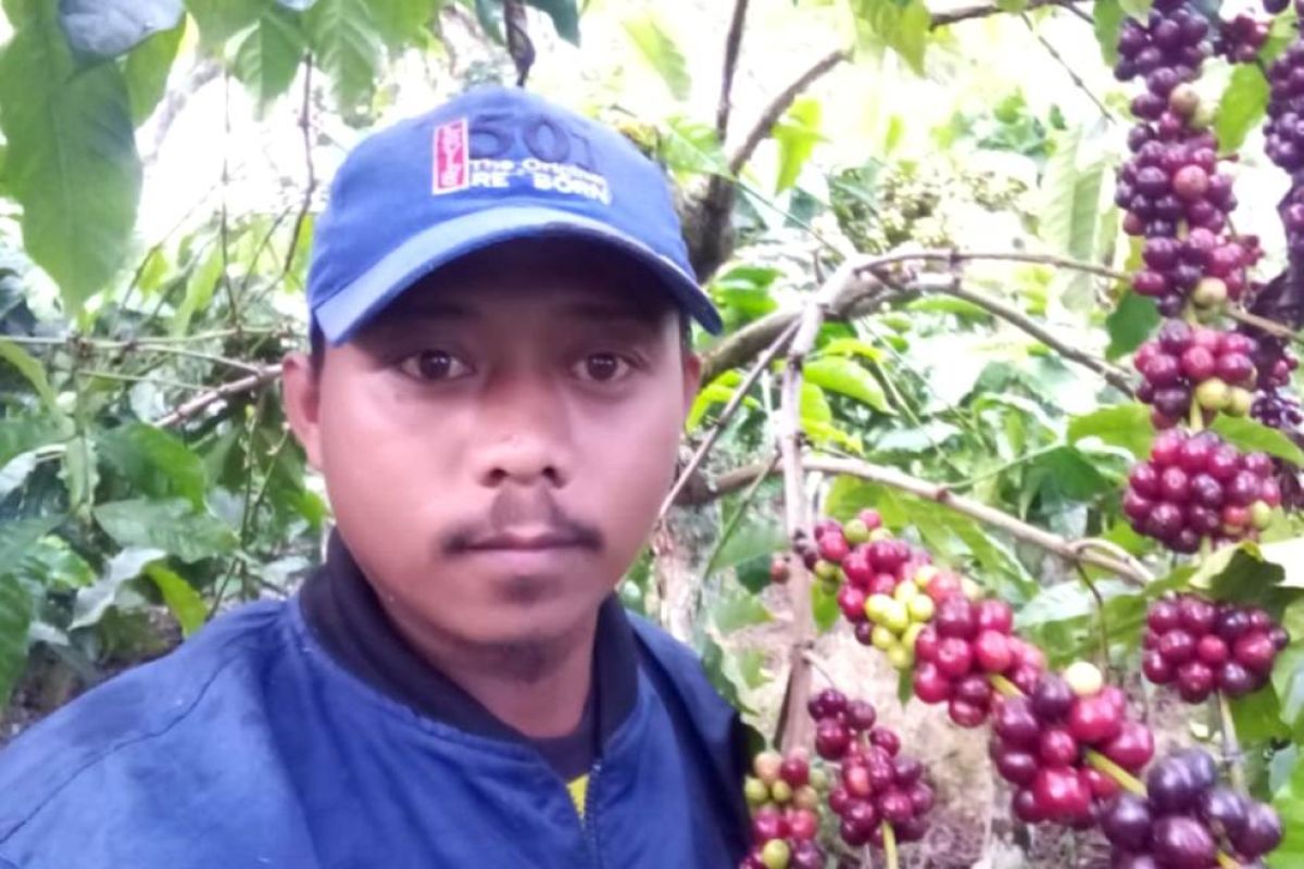 Petani Rejang Lebong minta pemerintah fokus kembangkan tanaman kopi