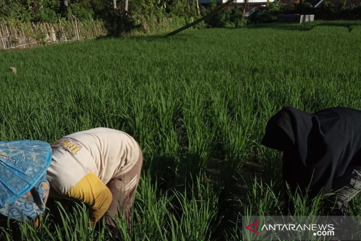 Penangulangan gulma padi sawah bersama mahasiswi Polbangtan Medan di Madina