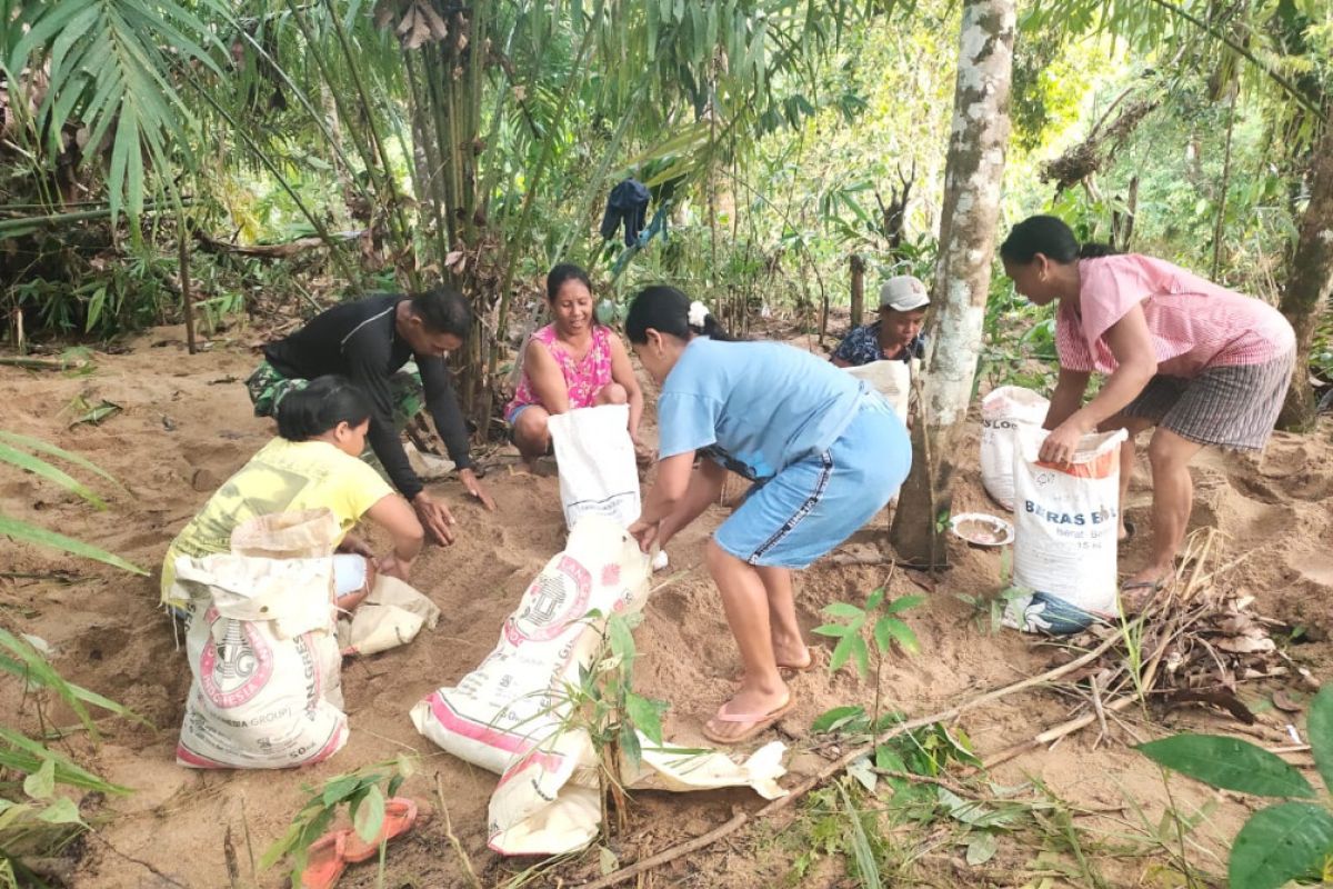 Sertu Samsul bantu warga panen kelapa sawit