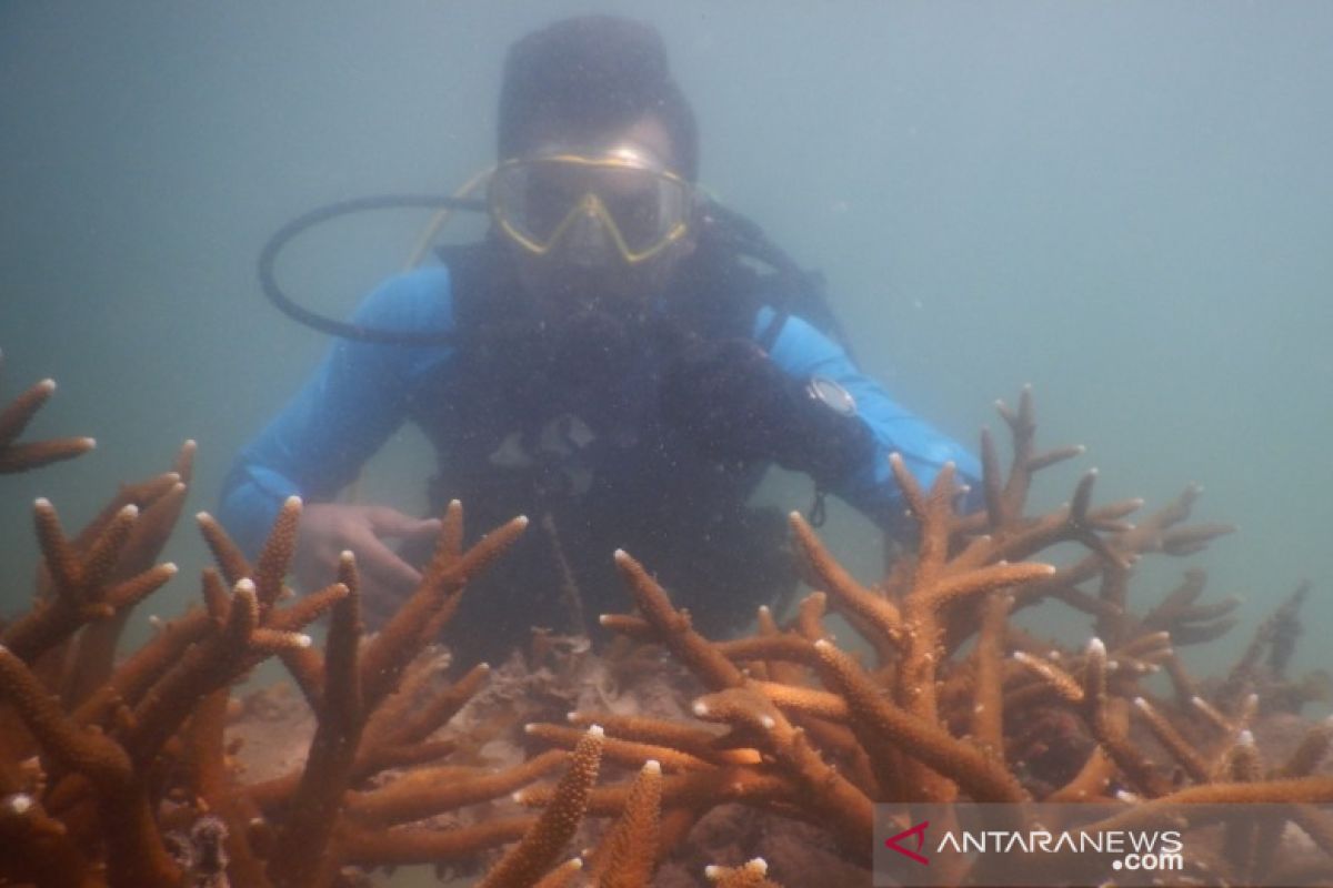 Pulihkan ekosistem laut Bangka, PT Timah tanam 995 karang