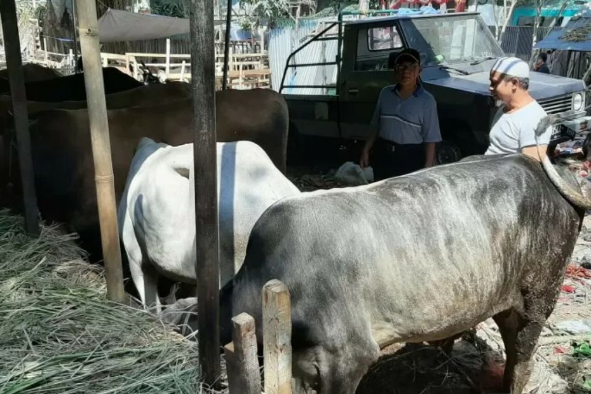 Wali Kota Bogor setujui edaran mengenai pemotongan hewan kurban