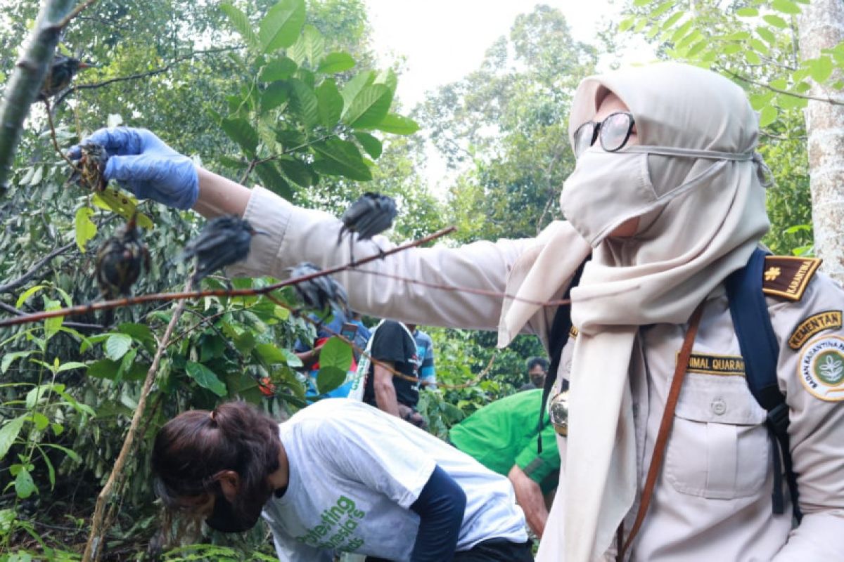 Karantina Pertanian Lampung gagalkan penyelundupan 2.074 ekor burung asal Sumatera