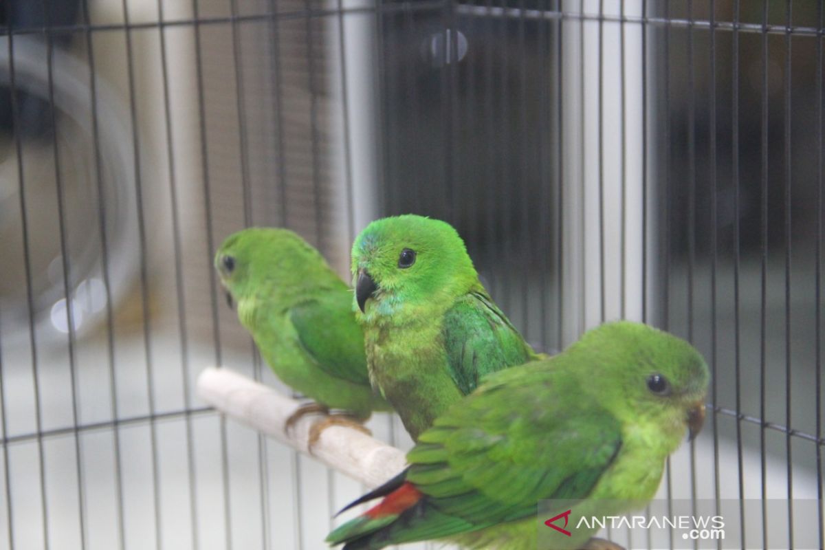 Balai Karantina Pangkalpinang gagalkan penyelundupan burung Serindit Melayu