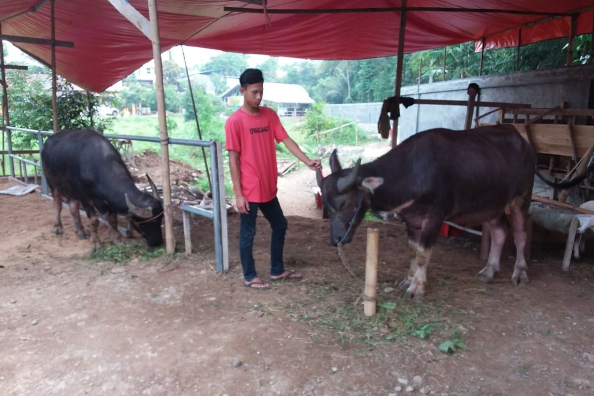 Distan Pandeglang Siap Gelar Pemeriksaan Hewan Qurban Mulai 20 Juli 2020