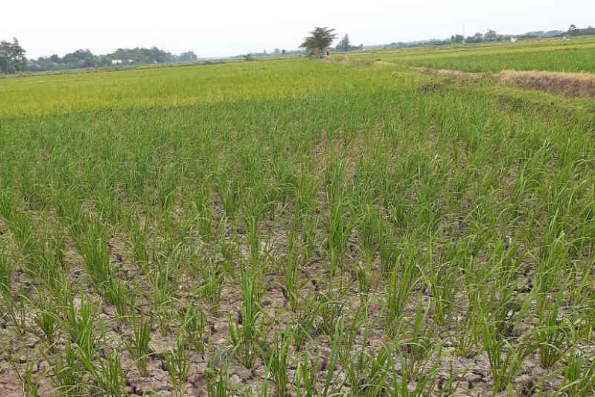 DPUPR Lebak: Petani jangan khawatir pasokan air