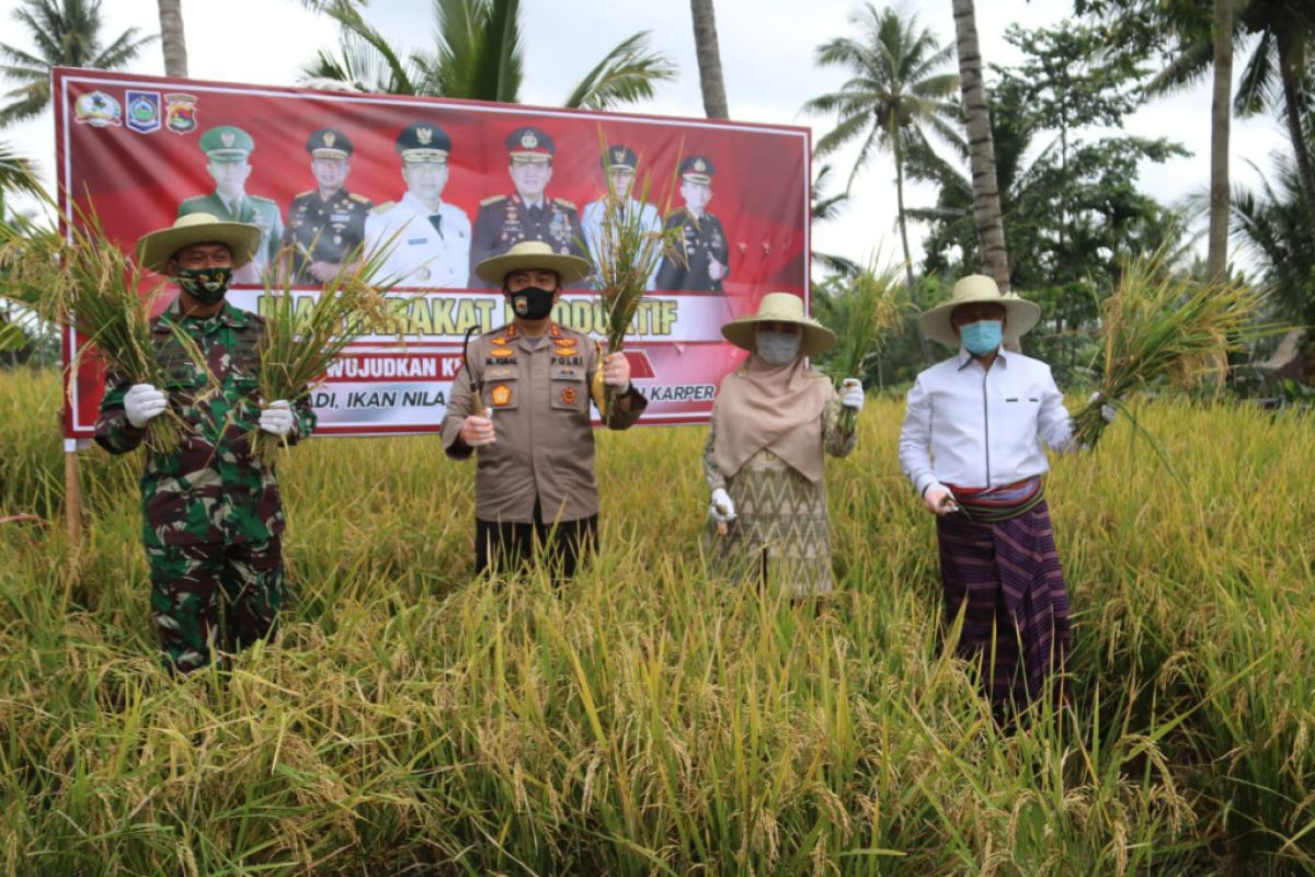 Perkuat Ketahanan Pangan, Polda NTB panen raya di Kampung Sehat Nurut Tatanan Baru Lombok Timur