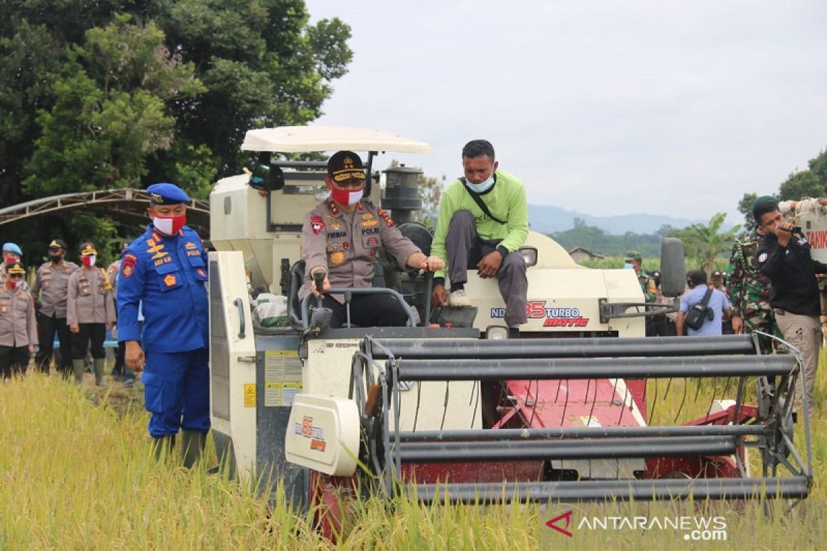Kapolda Jambi dan Danrem 042/Gapu panen raya padi rawa di Kampung Tangguh Tanjabbar