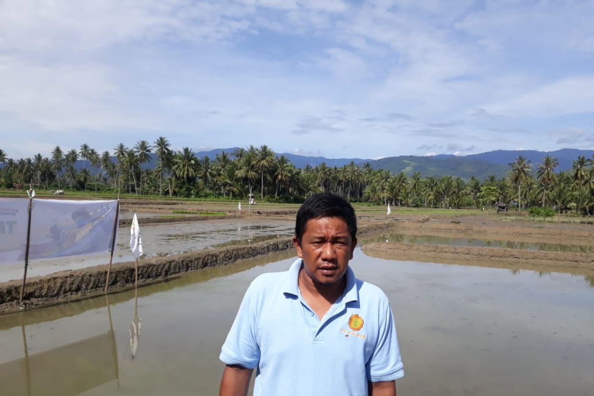 Sebagian petani Sigi  alami keterlambatan benih padi saat bertani