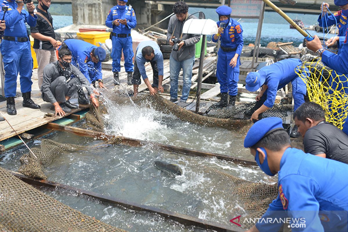 Panen ikan budi daya keramba apung