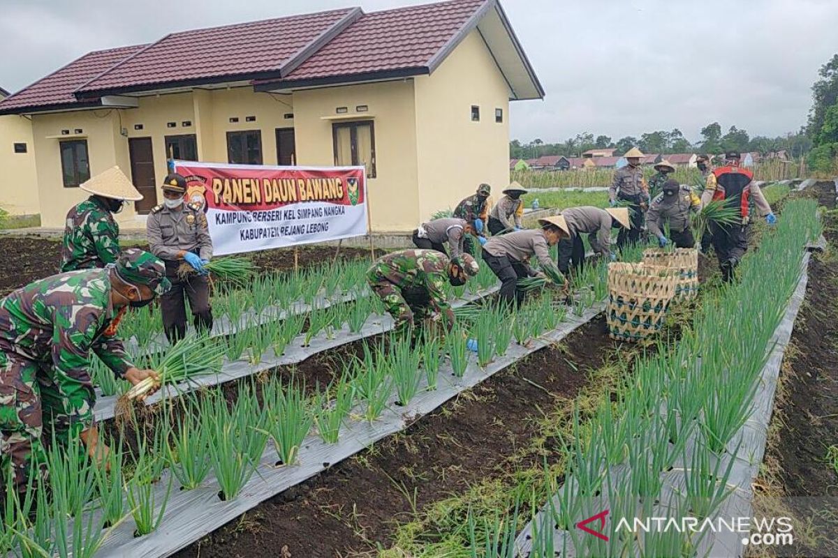 Polisi dan TNI di Rejang Lebong panen raya daun bawang