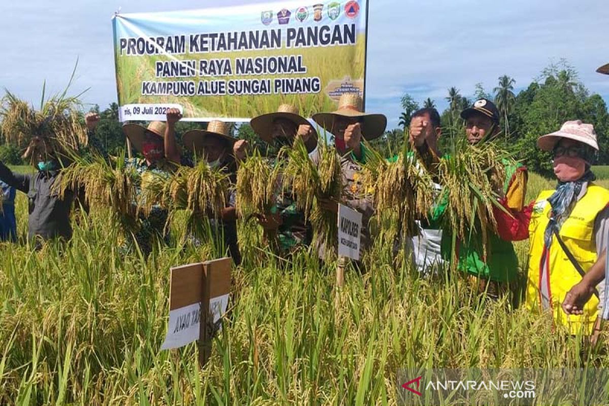 Begini strategi bupati Akmal wujudkan produksi padi melimpah dimasa pandemi COVID-19