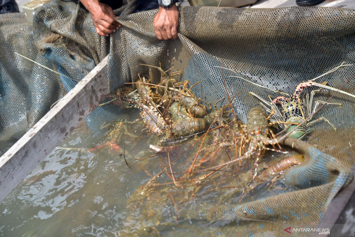 Akademisi rekomendasikan langkah percepatan industri budidaya lobster