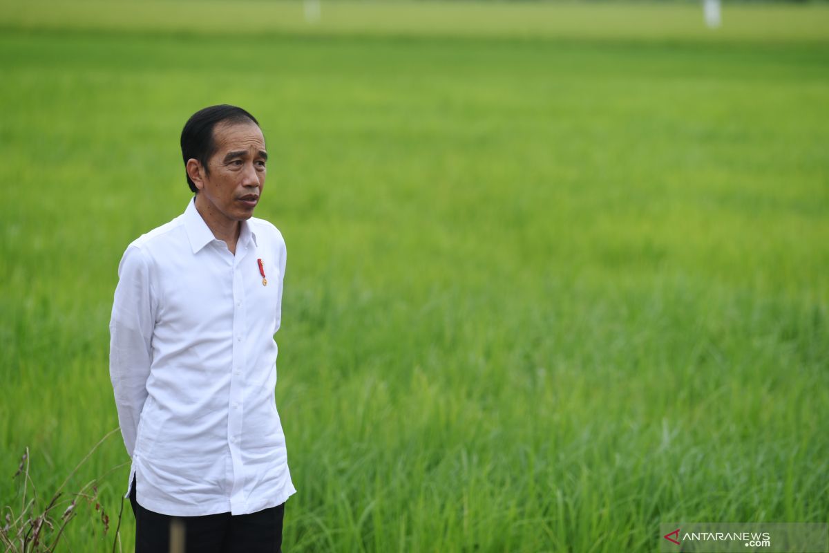 Presiden Jokowi: 30.000 ha "food estate" Kalteng dikerjakan tahun ini