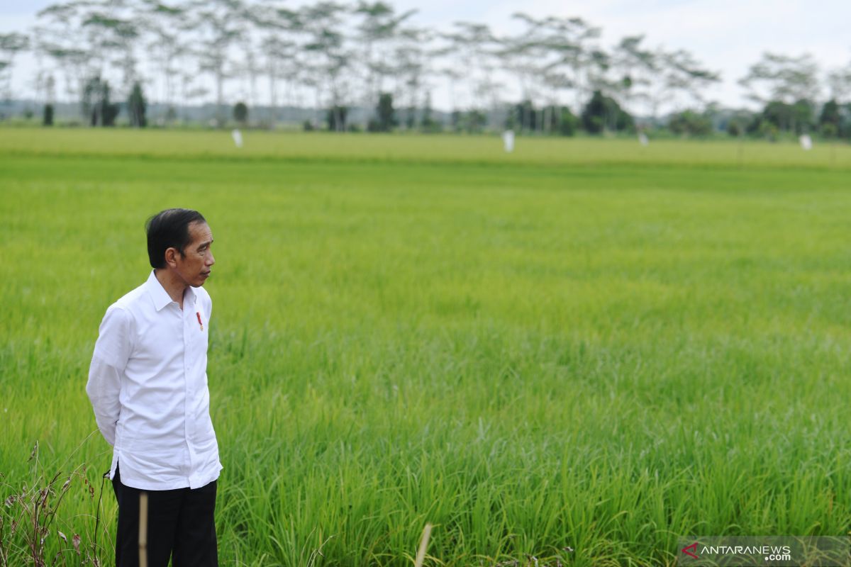 Jokowi plans food estate expansion until Papua, NTT, South Sumatra