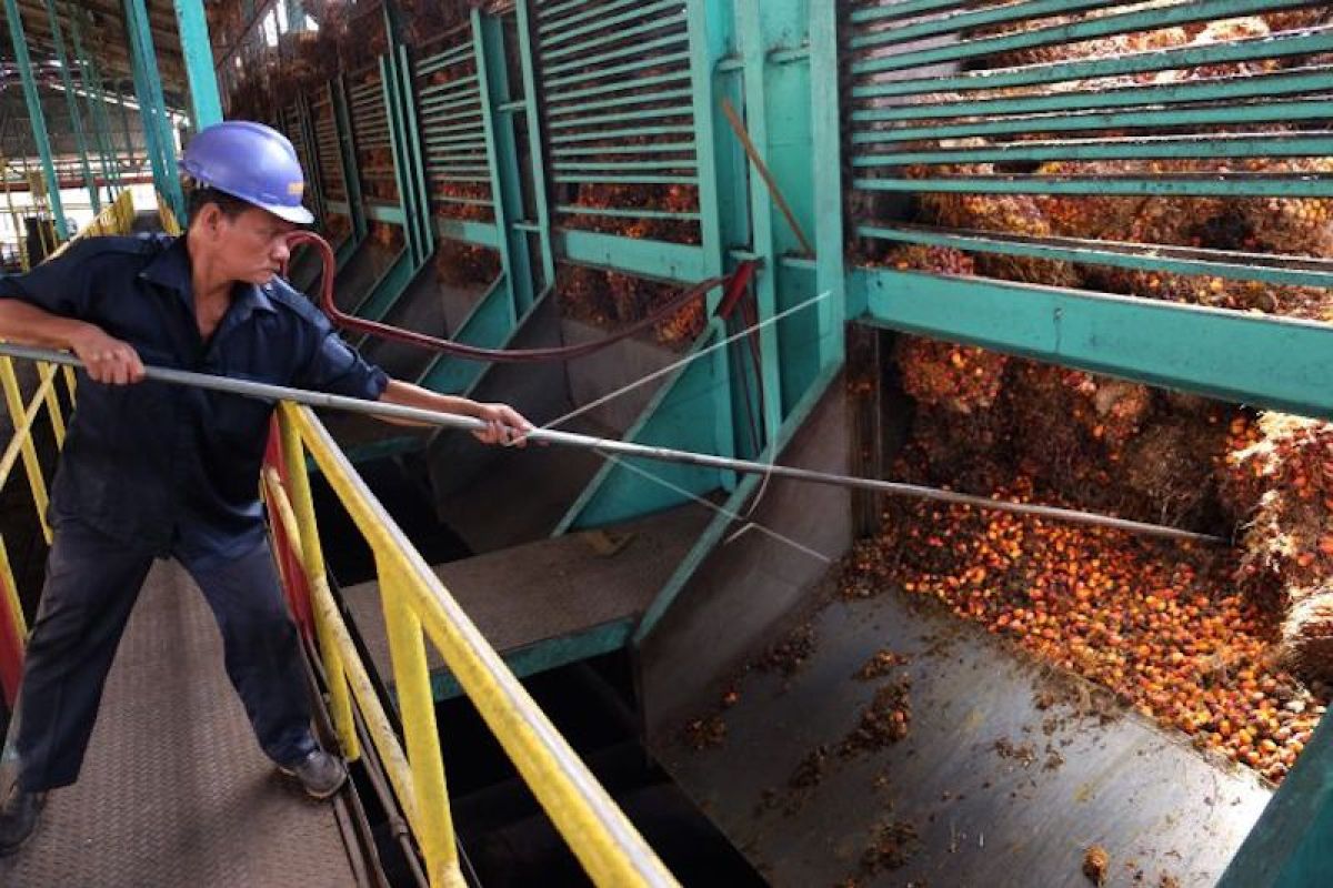 Ada pekerja positif COVID-19, Cargill tutup sementara pabrik sawitnya