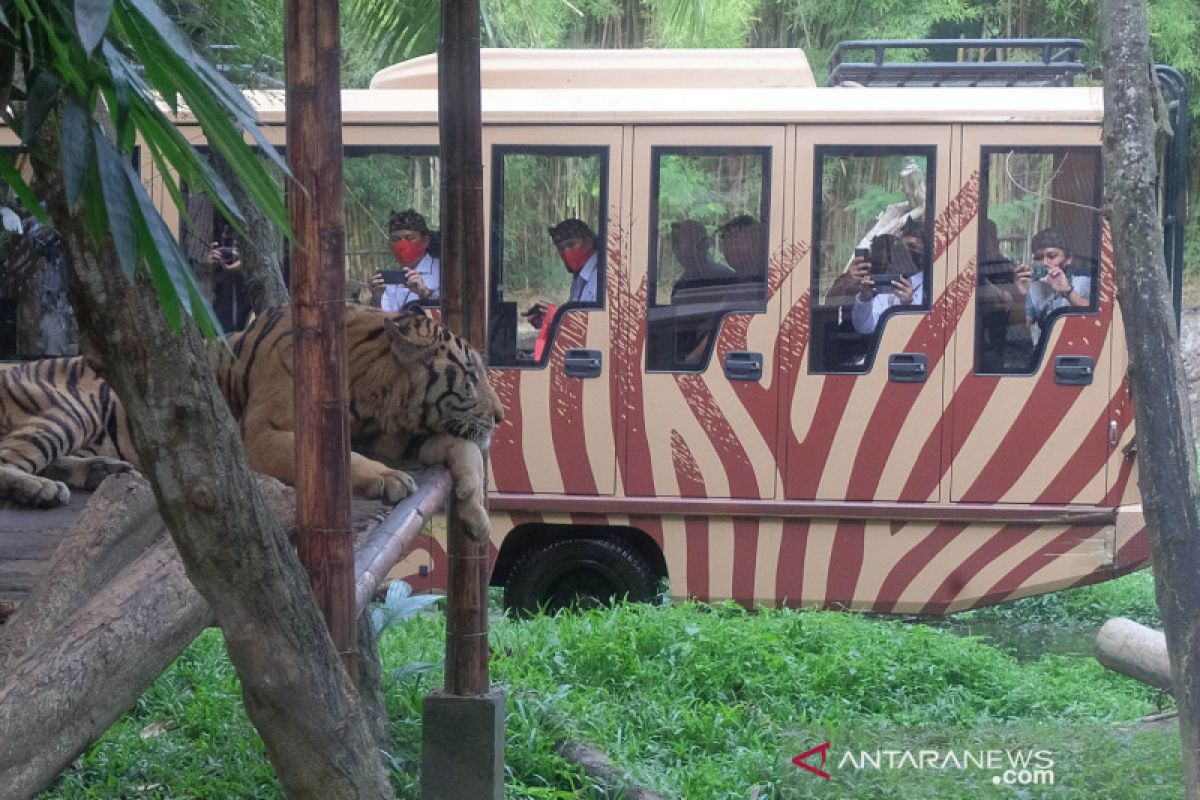 Bayi-bayi satwa di Taman Safari Bali lahir menjelang akhir 2021